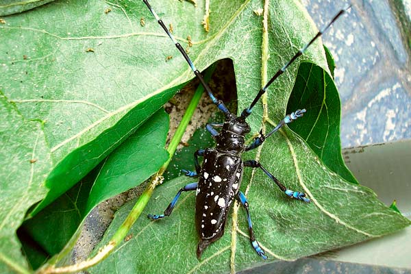 ALB - Laubholzbockkäfer, Anoplophora glabripennis, CLB, Citrusbockkäfer, Anoplophora chinensis, Deutschland