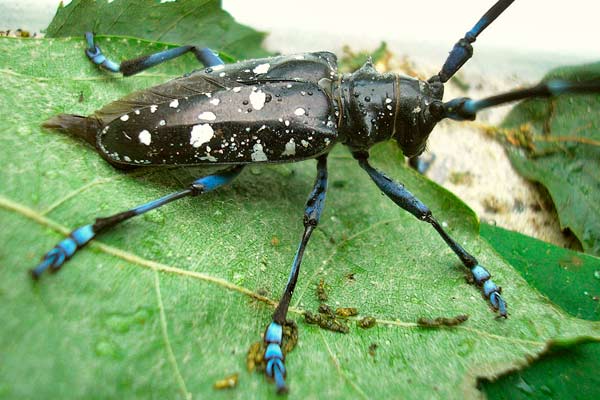 ALB - Laubholzbockkäfer, Anoplophora glabripennis, CLB, Citrusbockkäfer, Anoplophora chinensis, Deutschland