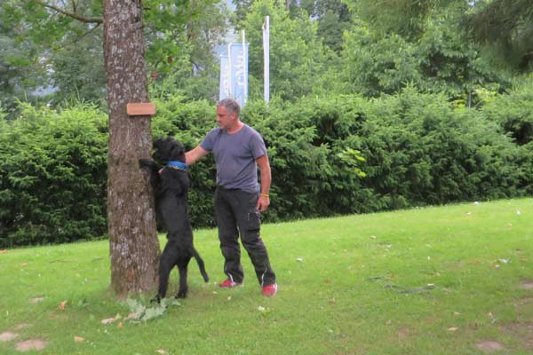 ALB - Laubholzbockkäfer, Anoplophora glabripennis, CLB, Citrusbockkäfer, Anoplophora chinensis, Spürhund, Spürhunde, Suchhund, Monitoring, Deutschland