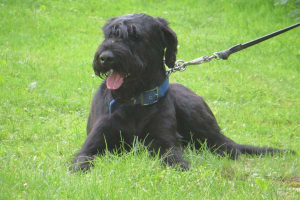 ALB - Laubholzbockkäfer, Anoplophora glabripennis, CLB, Citrusbockkäfer, Anoplophora chinensis, Spürhund, Spürhunde, Suchhund, Monitoring, Deutschland